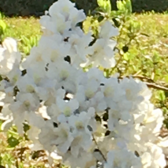 Meet your Posher, R - Picture 1 of 1